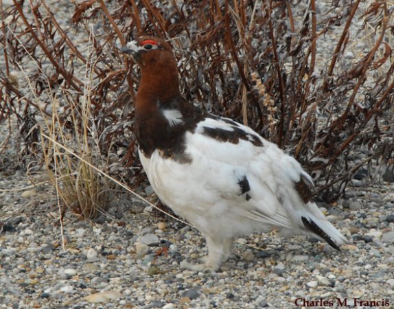 Photo (5): Willow Ptarmigan