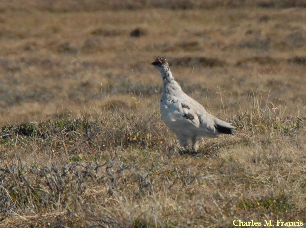 Photo (2): Rock Ptarmigan