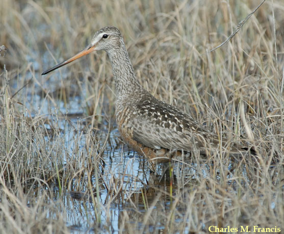 Photo (2): Hudsonian Godwit