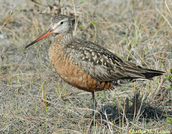 Photo (1): Hudsonian Godwit