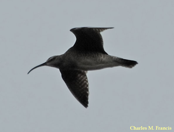 Photo (7): Whimbrel