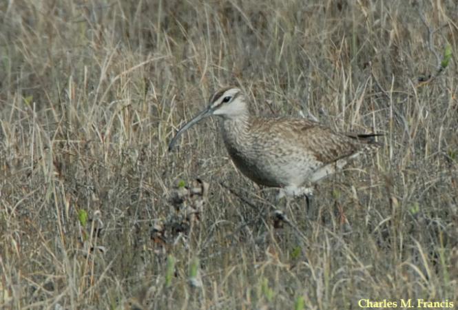 Photo (9): Whimbrel