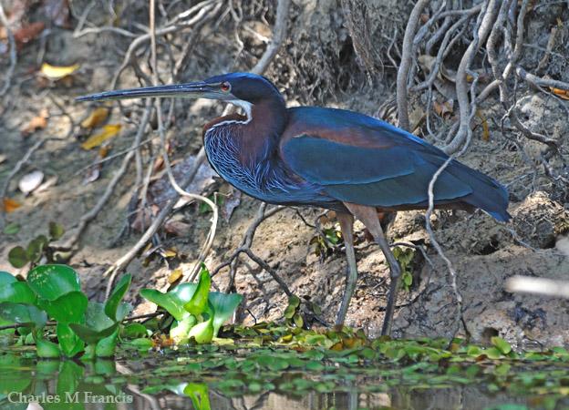 Photo (1): Agami Heron
