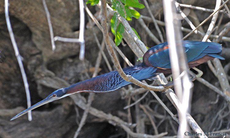 Photo (3): Agami Heron