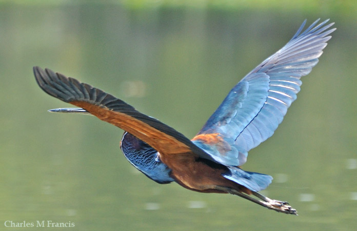 Photo (6): Agami Heron