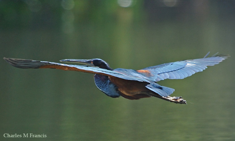 Photo (5): Agami Heron