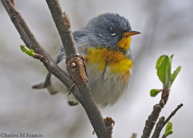 Photo (5): Quiz Species