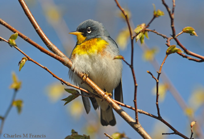 Photo (3): Quiz Species