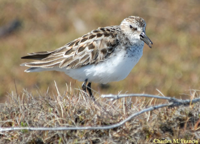 Photo (2): Semipalmated Sandpiper