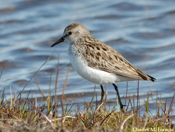 Photo (4): Semipalmated Sandpiper