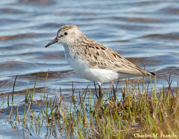 Photo (1): Semipalmated Sandpiper