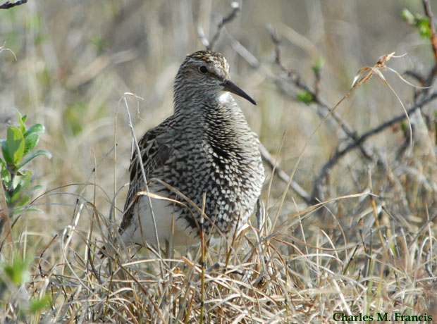 Photo (2): Pectoral Sandpiper
