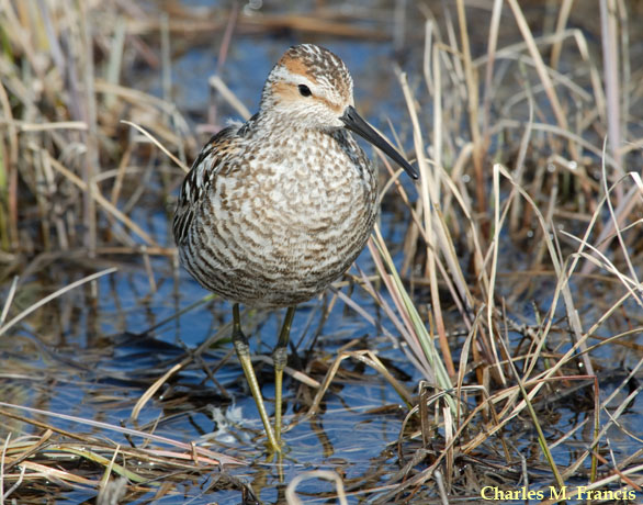 Photo (5): Stilt Sandpiper