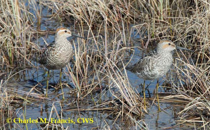 Photo (6): Stilt Sandpiper