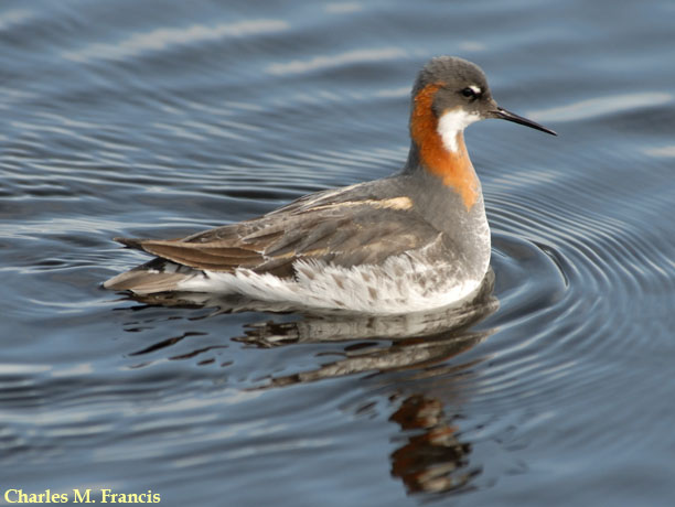 Photo (1): Red-necked Phalarope