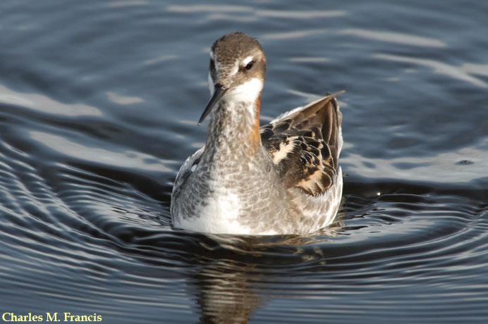 Photo (2): Red-necked Phalarope
