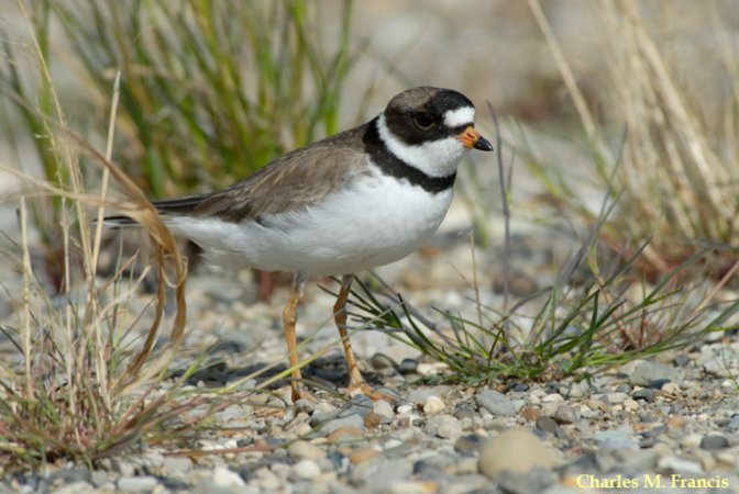 Photo (2): Semipalmated Plover