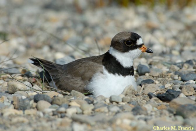 Photo (3): Semipalmated Plover