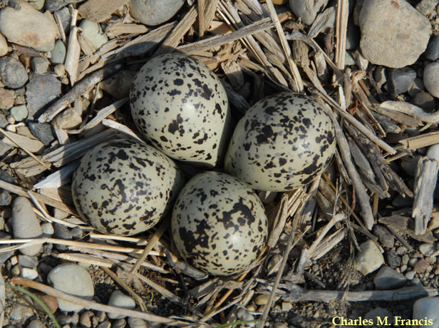 Photo (20): Semipalmated Plover