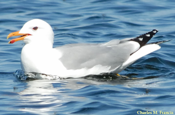 Photo (4): California Gull