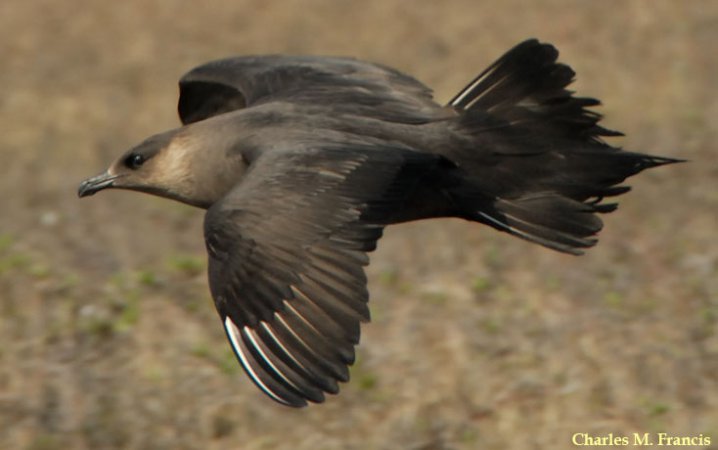 Photo (5): Parasitic Jaeger