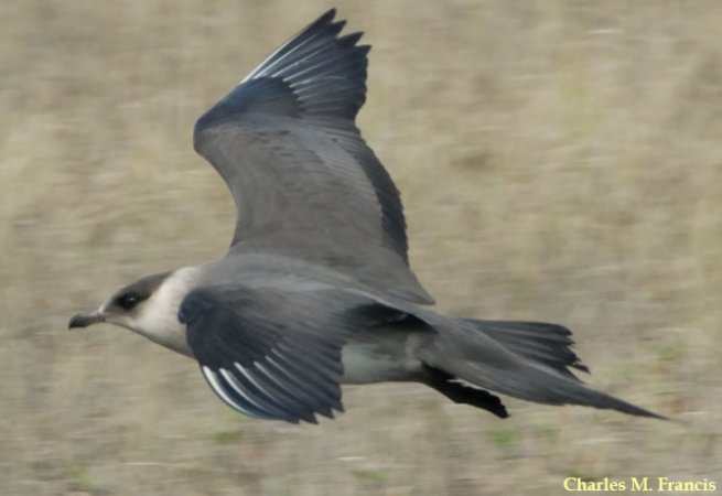 Photo (4): Parasitic Jaeger