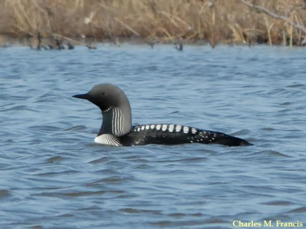 Photo (3): Pacific Loon
