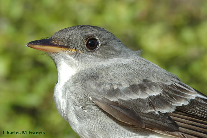 Photo (7): Eastern Wood-Pewee
