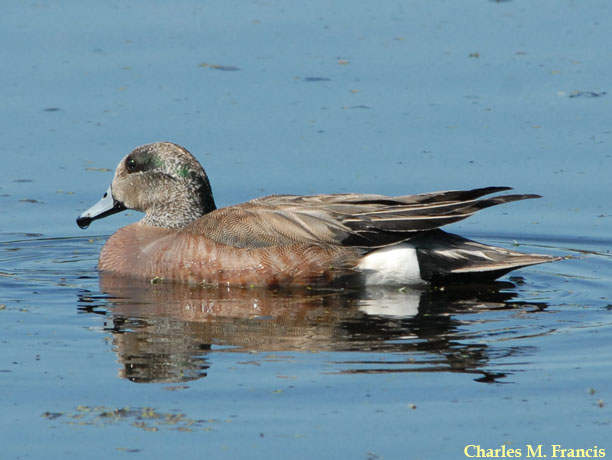 Photo (16): American Wigeon