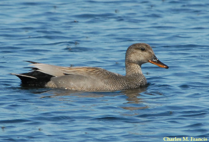 Photo (6): Gadwall