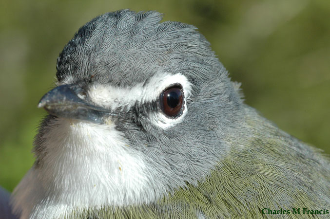 Photo (16): Blue-headed Vireo