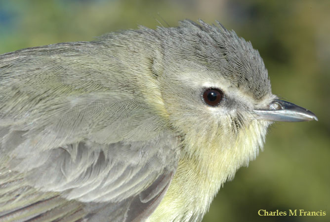 Photo (8): Philadelphia Vireo