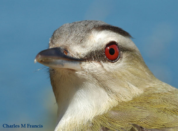 Photo (6): Red-eyed Vireo