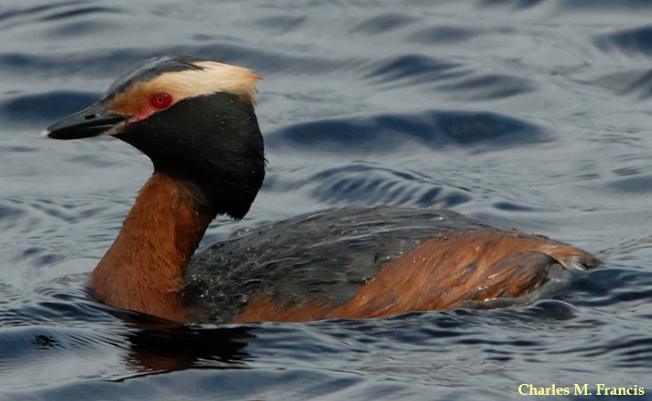 Photo (2): Horned Grebe