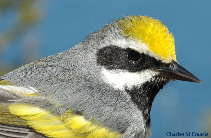 Photo (5): Golden-winged Warbler