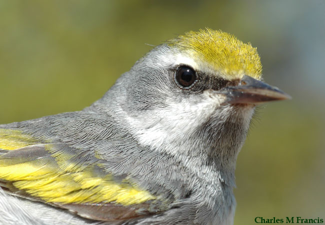 Photo (4): Golden-winged Warbler