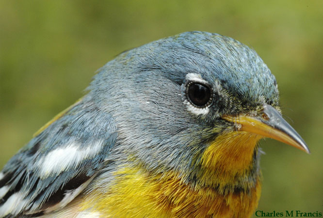 Photo (12): Quiz Species