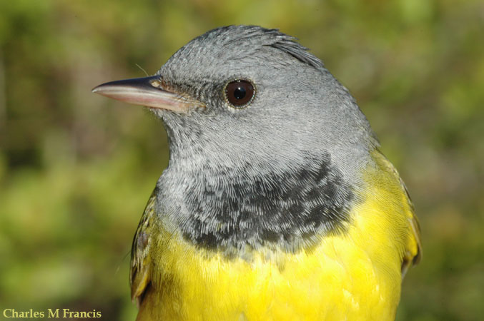 Photo (2): Mourning Warbler