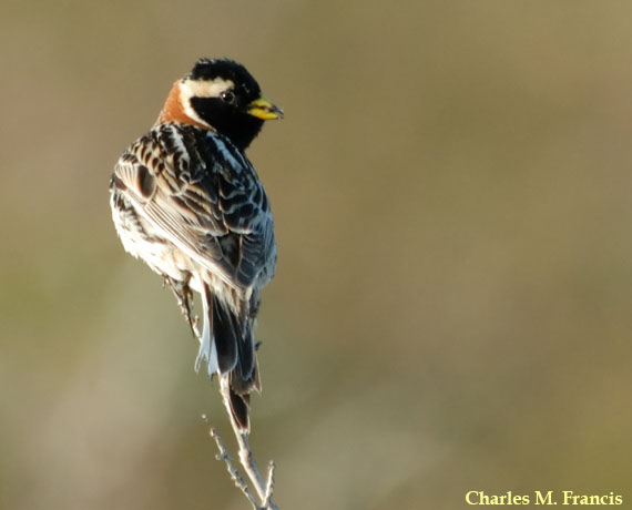 Photo (1): Lapland Longspur