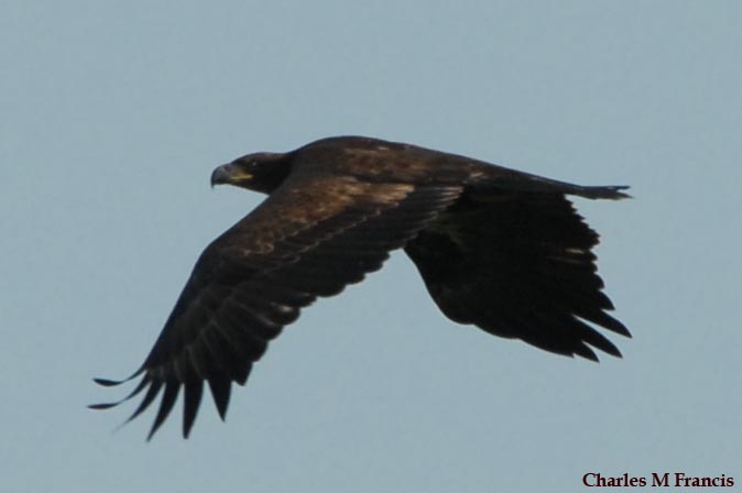 Photo (19): Bald Eagle