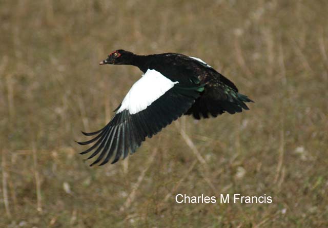 Photo (1): Muscovy Duck