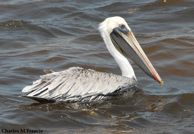 Photo (12): Brown Pelican