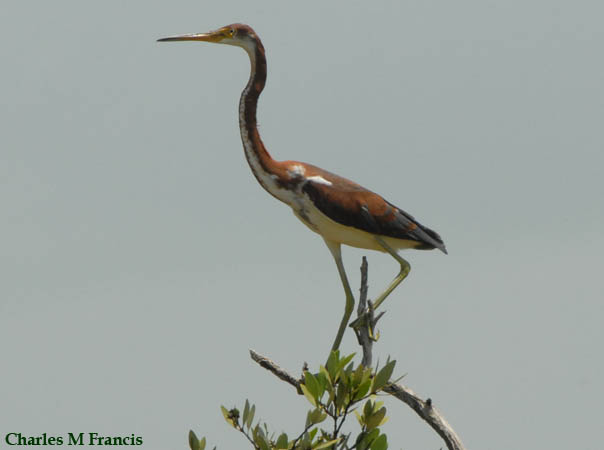 Photo (9): Tricolored Heron