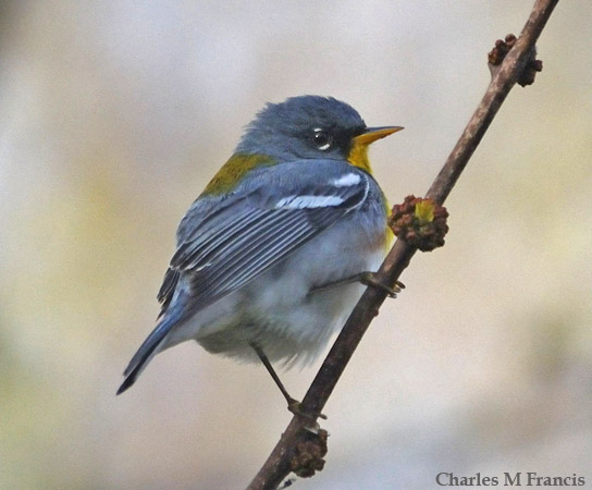 Photo (8): Quiz Species