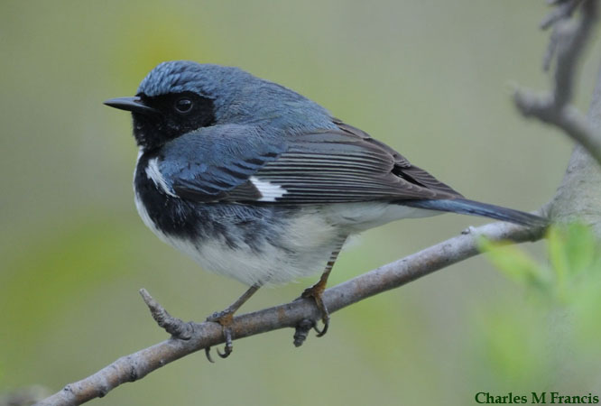Photo (2): Black-throated Blue Warbler