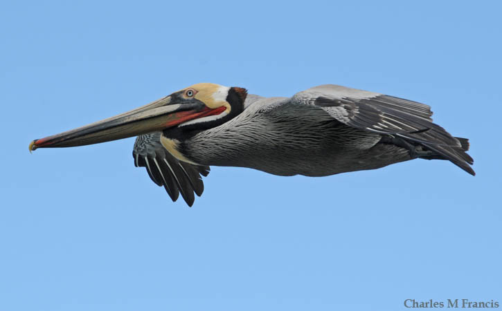 Photo (1): Brown Pelican