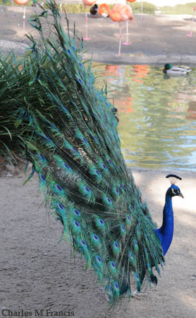 Photo (11): Indian Peafowl