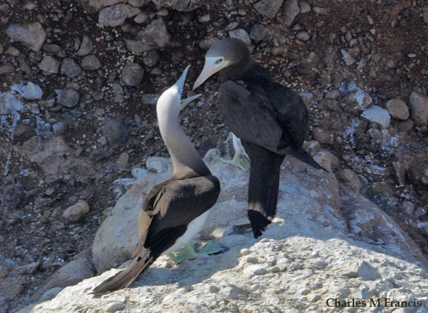 Photo (13): Brown Booby