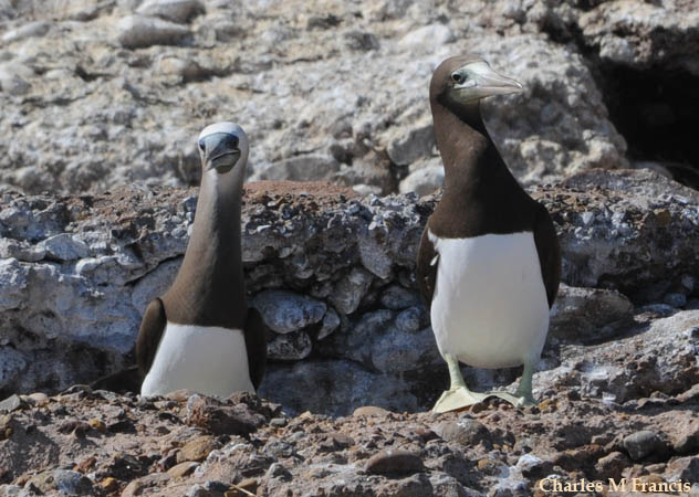 Photo (11): Brown Booby