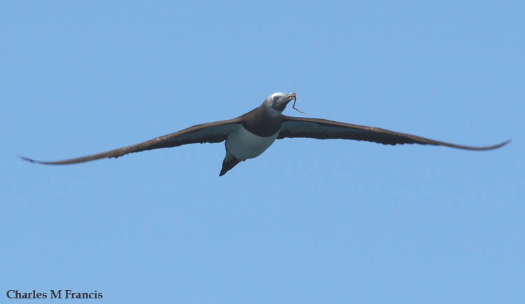 Photo (15): Brown Booby